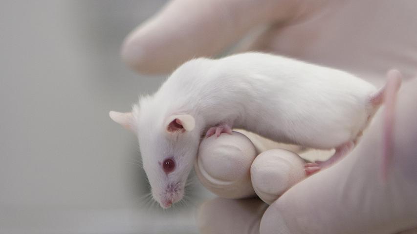 ANIMALS NEWS SCIENCEDAILY visual data 4
